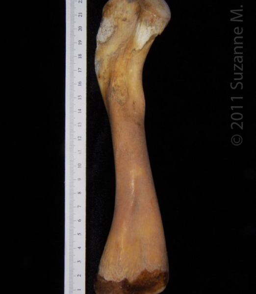 View 1 Alligator Femur