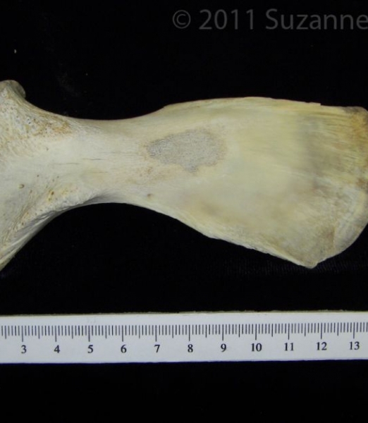 View 1 Right Alligator Scapula