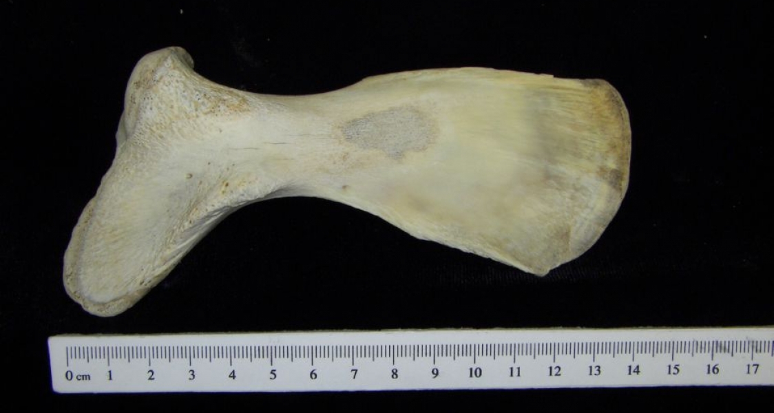 View 1 Right Alligator Scapula