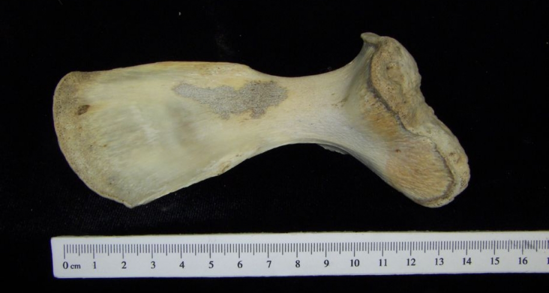 View 2 Right Alligator Scapula