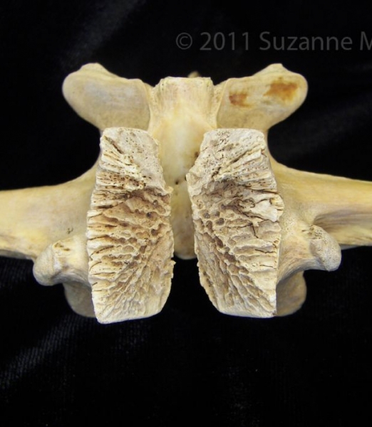 Alligator Vertebral Arch