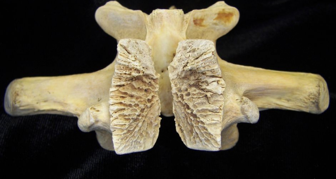 Alligator Vertebral Arch