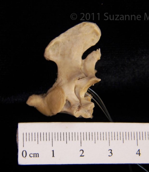 American Beaver Vertebrae C2