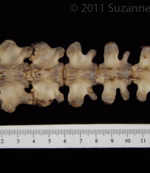 American Beaver Caudal Vertebrae