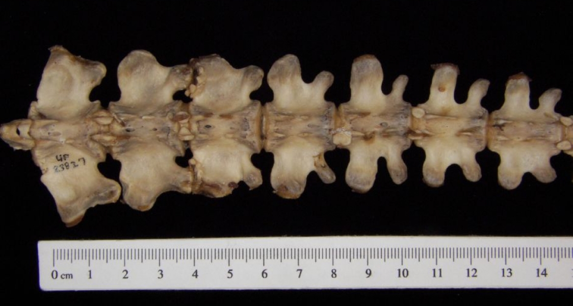 American Beaver Caudal Vertebrae