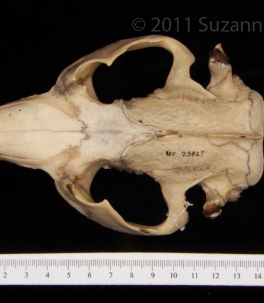 Superior View American Beaver Cranium