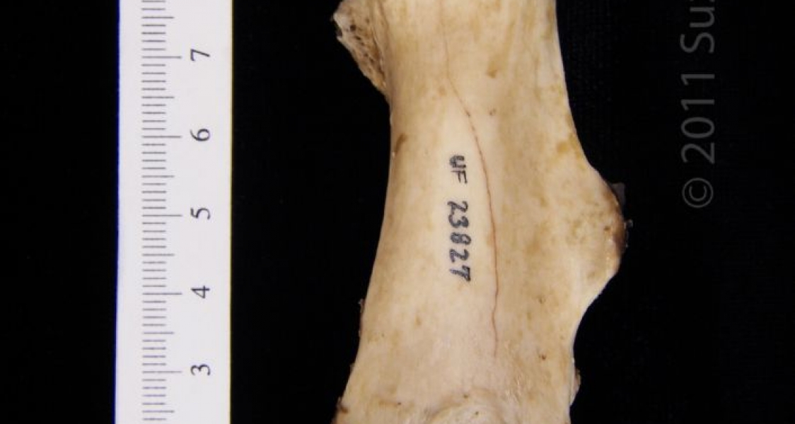 Anterior View Left American Beaver Femur