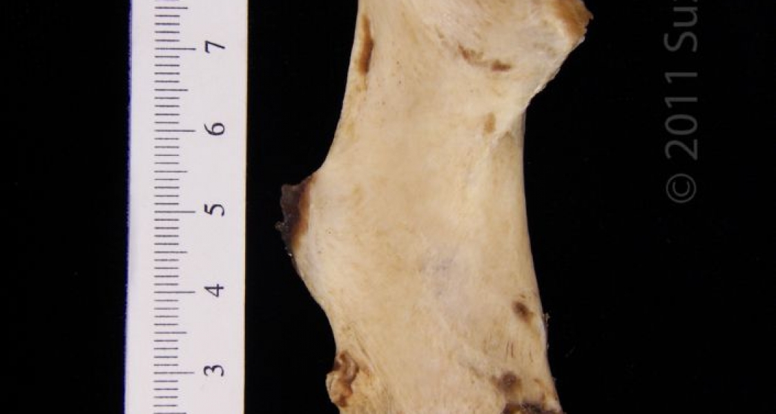 Posterior View Left American Beaver Femur