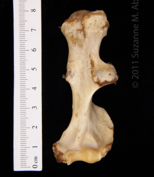 Posterior View Left American Beaver Humerus