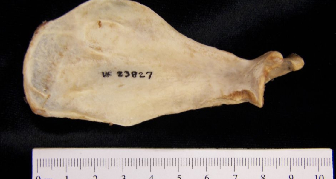 Anterior View American Beaver Left Scapula