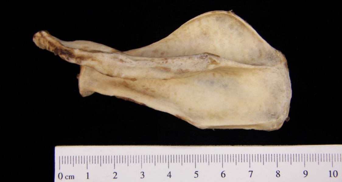 Posterior View American Beaver Left Scapula