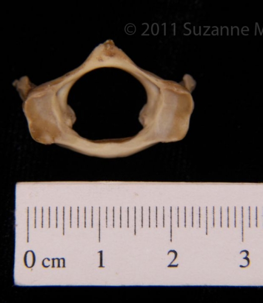 Anterior View Armadillo C1 Vertebrae