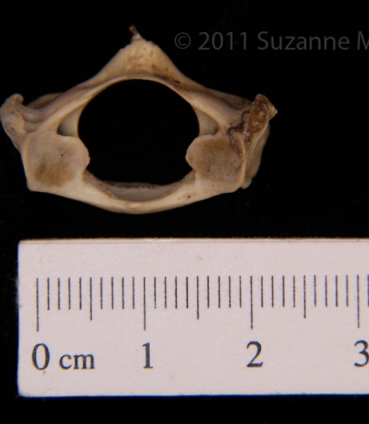 Posterior View Armadillo C1 Vertebrae