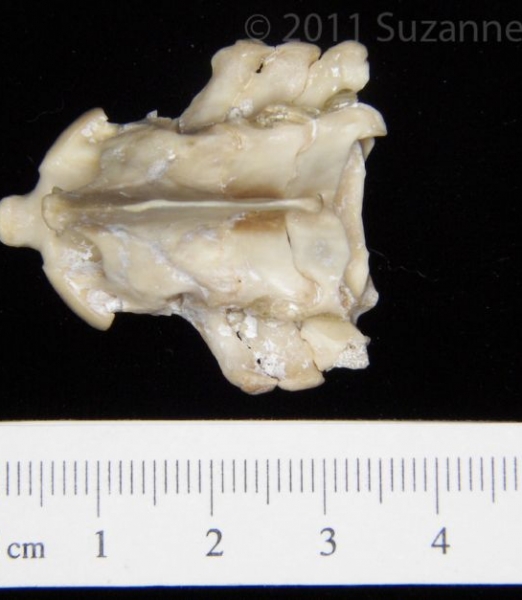 Superior View Armadillo C2-C5 Vertebrae