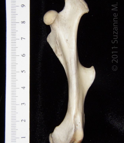 Anterior View Left Armadillo Femur