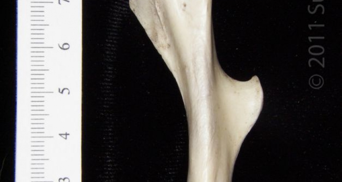 Anterior View Left Armadillo Femur