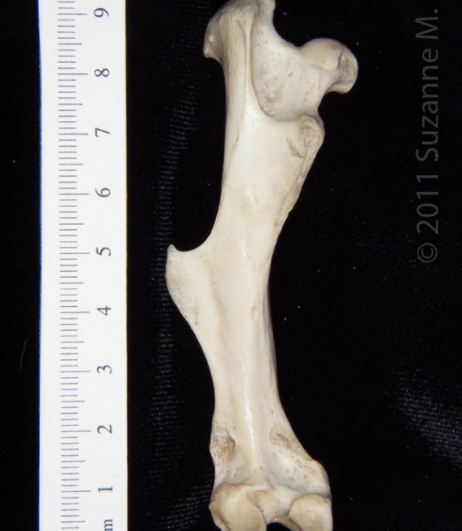 Posterior View Left Armadillo Femur