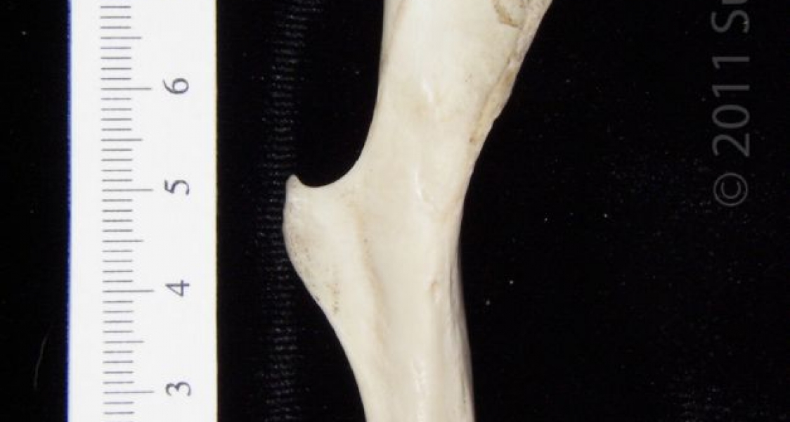 Posterior View Left Armadillo Femur