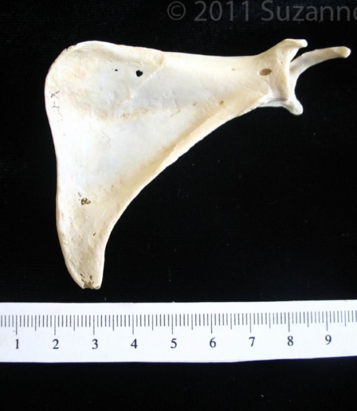 Anterior View Armadillo Left Scapula