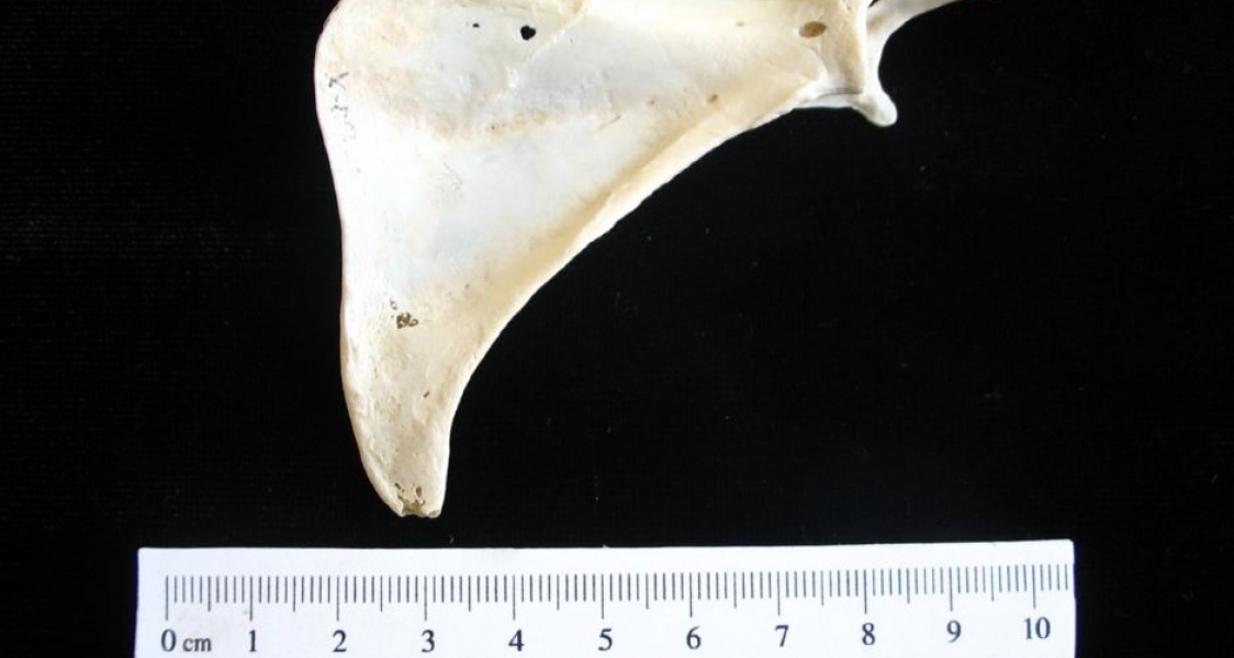 Anterior View Armadillo Left Scapula