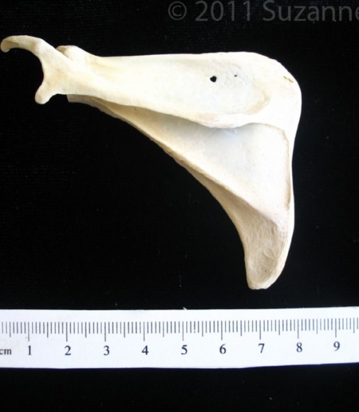 Posterior View Armadillo Left Scapula