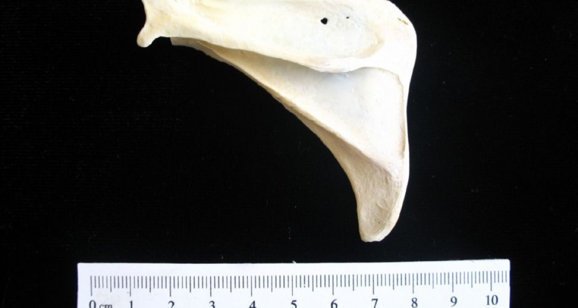 Posterior View Armadillo Left Scapula