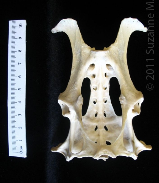 Anterior View Armadillo Pelvis