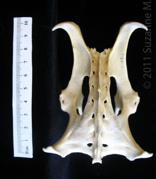 Posterior View Armadillo Pelvis