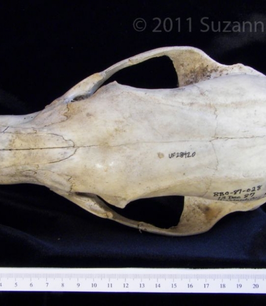 Superior View Black Bear Cranium