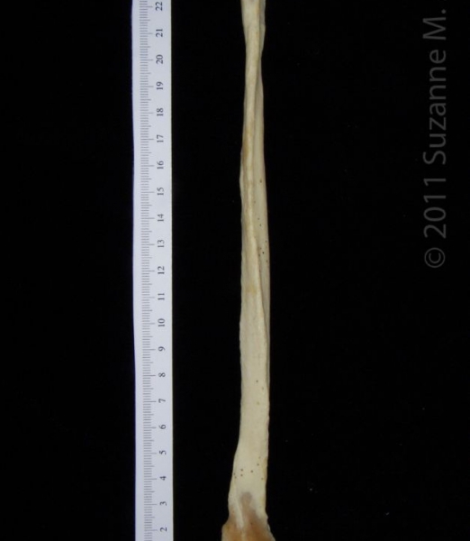 Lateral View Left Black Bear Fibula