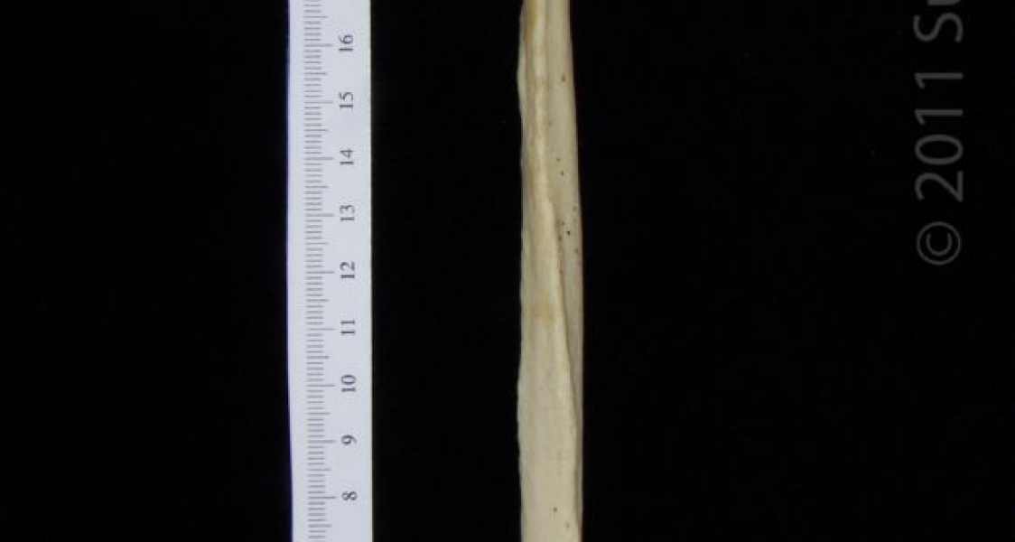 Lateral View Left Black Bear Fibula