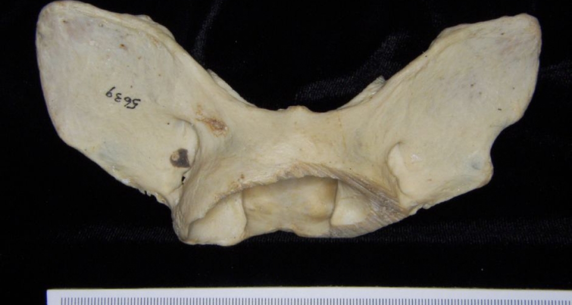 Posterior View C1 Vertebrae American Black Bear