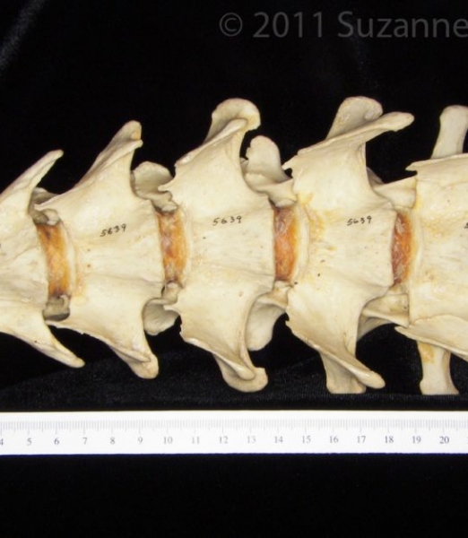 Inferior View Vertebrae C2-C7 Black Bear