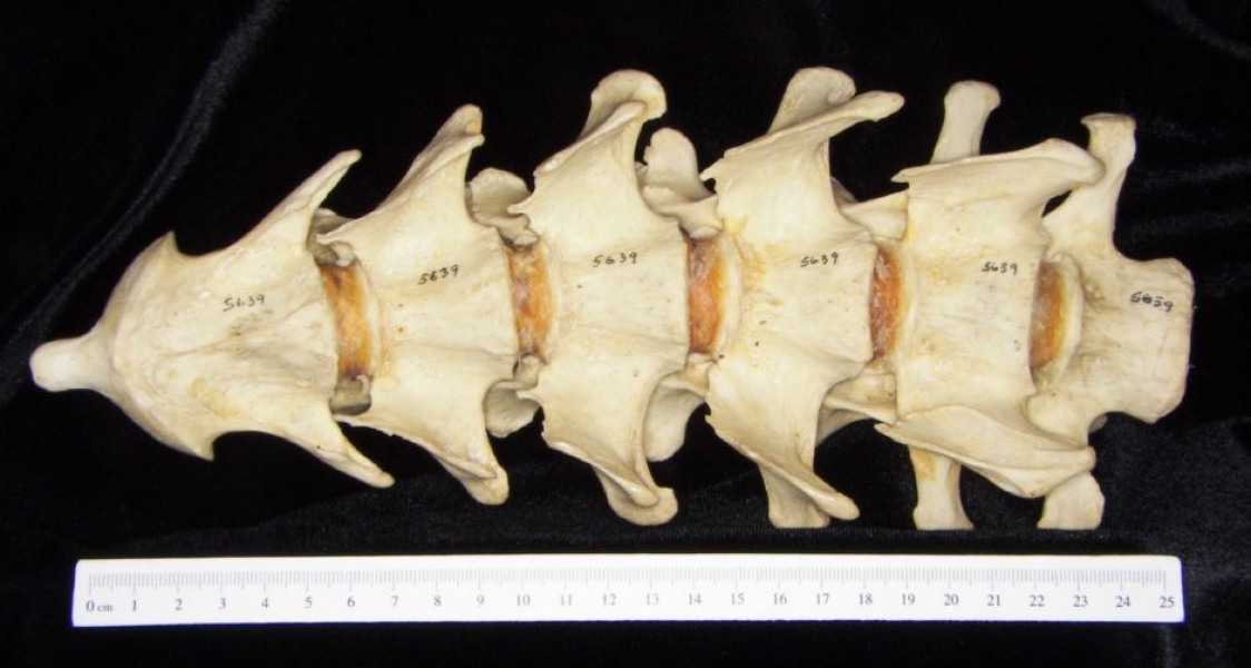 Inferior View Vertebrae C2-C7 Black Bear