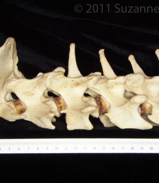 Lateral View C2-C7 Vertebrae Black Bear