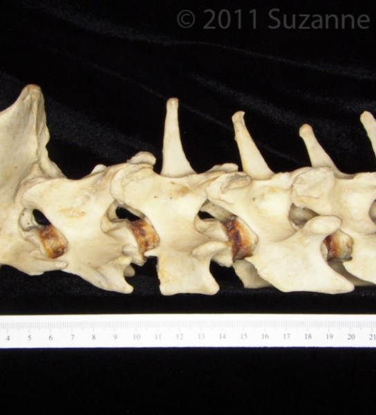 Lateral View C2-C7 Vertebrae Black Bear