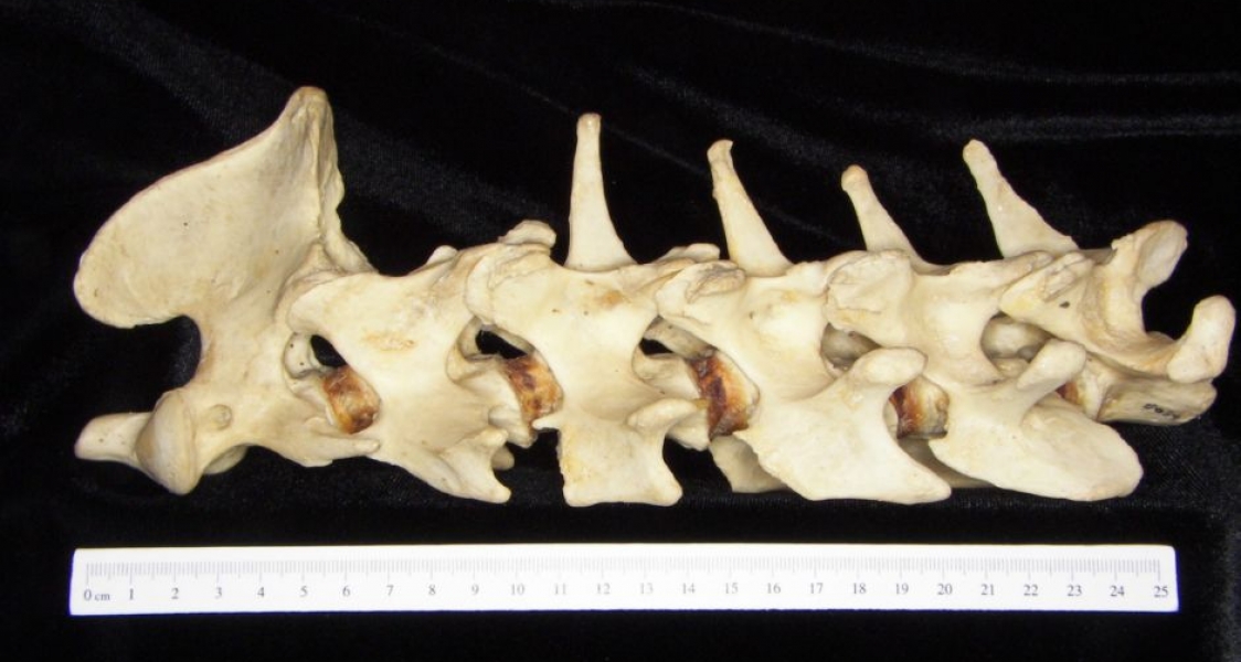 Lateral View C2-C7 Vertebrae Black Bear