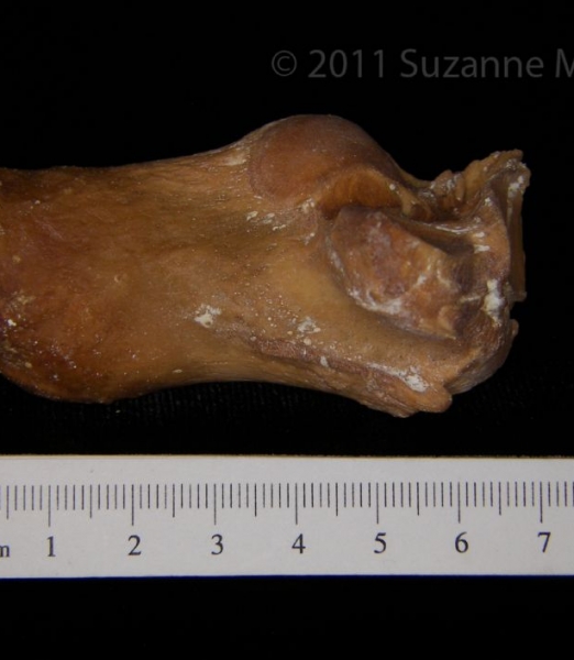 Medial View Left Black Bear Calcaneus