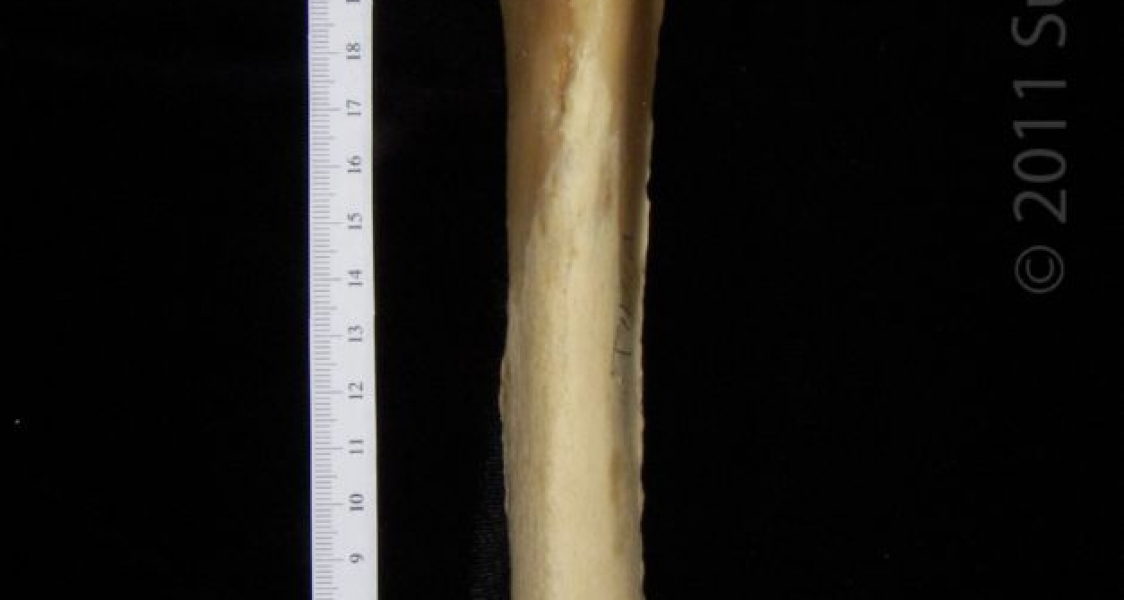 Anterior View Left Black Bear Tibia