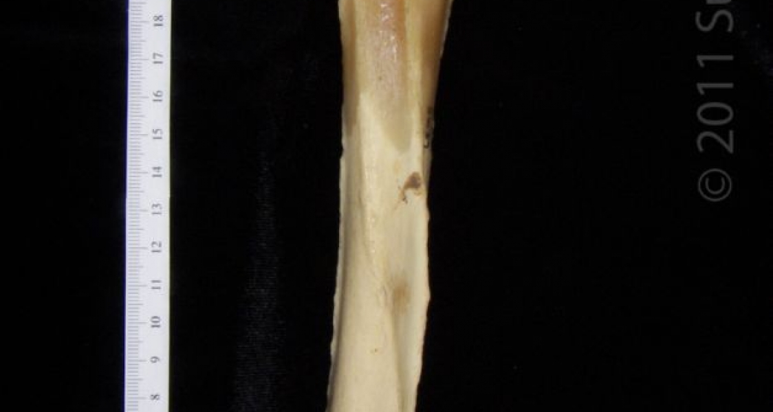 Posterior View Left Black Bear Tibia