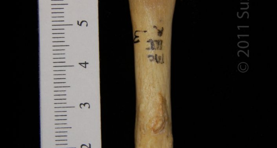 Dorsal View Right 3rd Black Bear Metacarpal