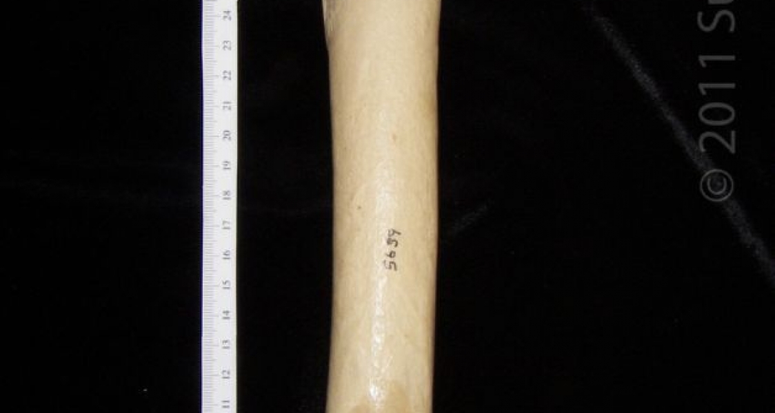 Anterior View Right Black Bear Femur