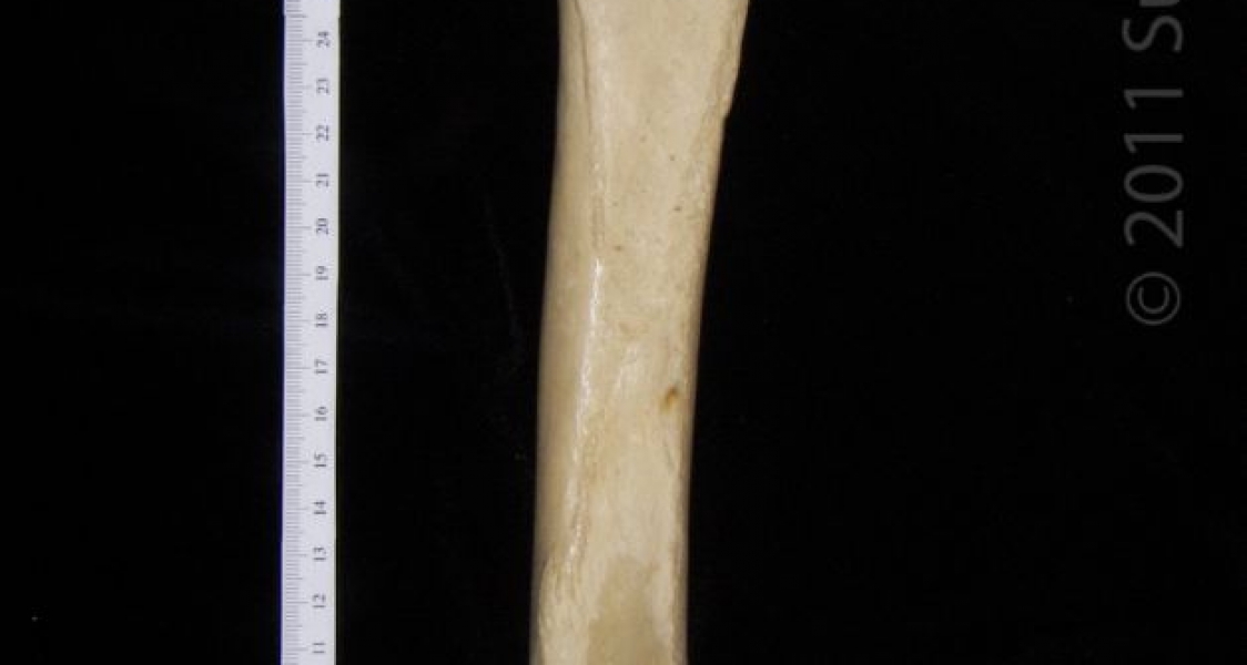 Posterior View Right Black Bear Femur