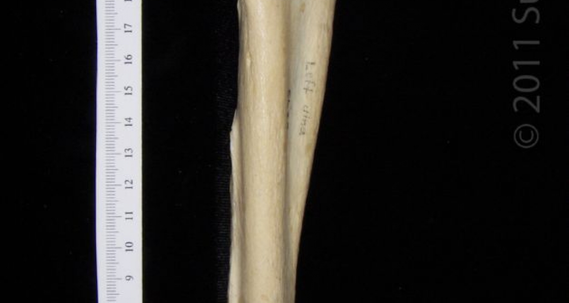 Medial View Right Black Bear Ulna