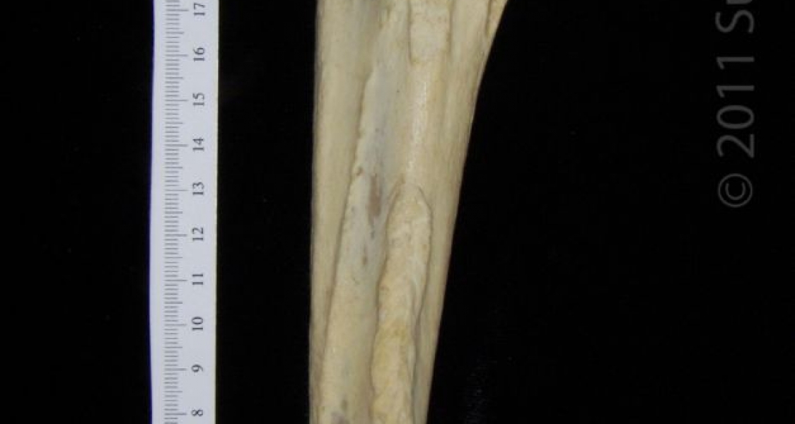 Lateral View Right Black Bear Ulna