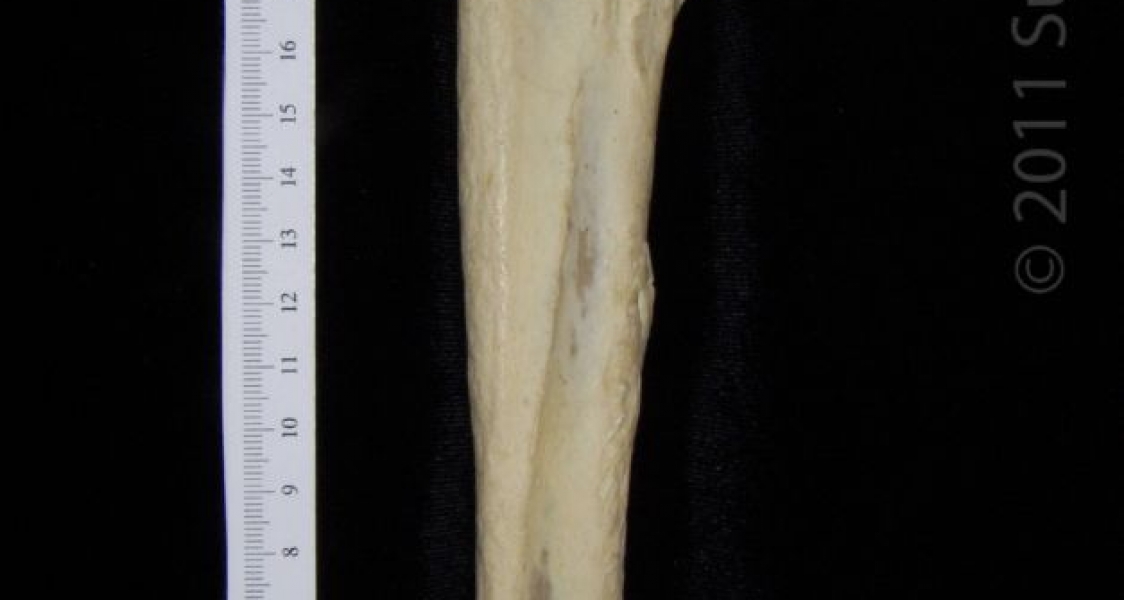 Lateral View 2 Right Black Bear Ulna