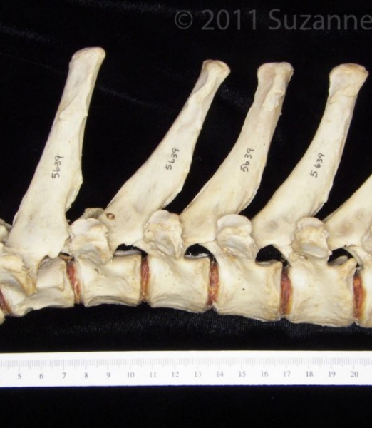 Lateral View T1-T7 Vertebrae Black Bear