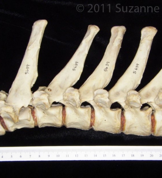 Lateral View T1-T7 Vertebrae Black Bear