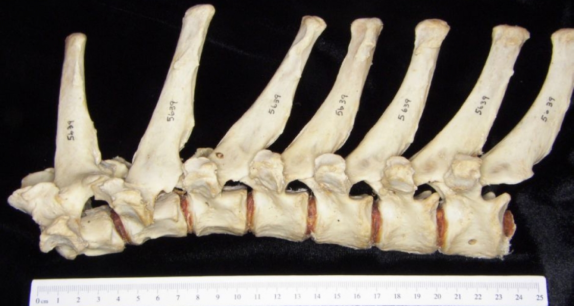 Lateral View T1-T7 Vertebrae Black Bear