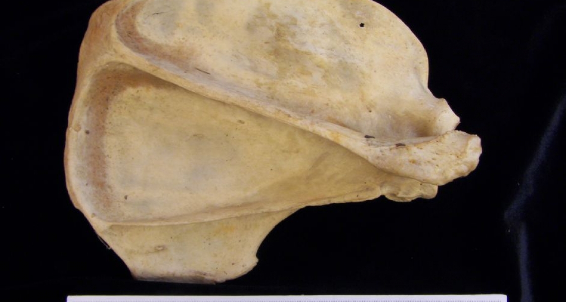 Posterior View Black Bear Right Scapula